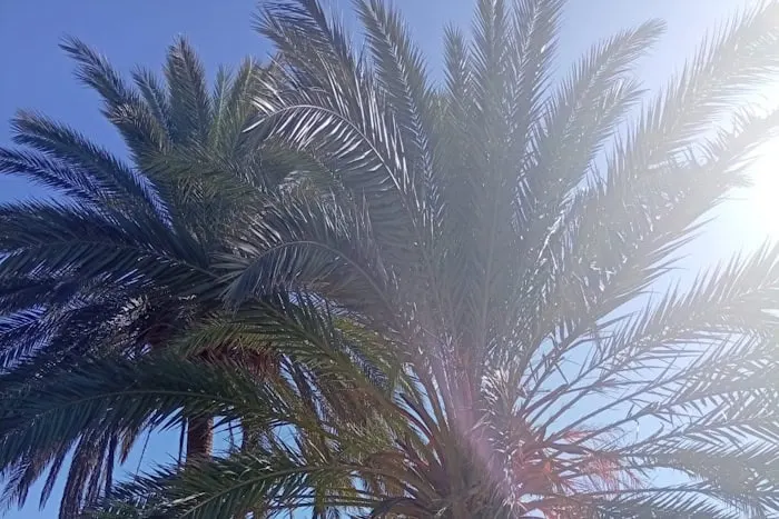 Między Rondem a Palmą (1498): W6