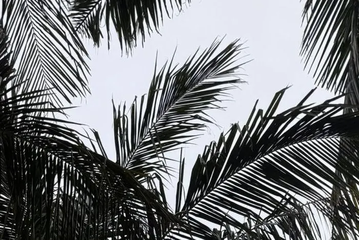 Między Rondem a Palmą (1552): Najlepsi gracze XXI wieku, klub po klubie – Atlantic Division